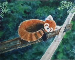 Where Are You, Baby Red Panda? 1732808112 Book Cover