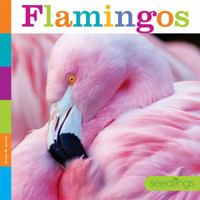 Flamingos 1628324821 Book Cover
