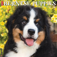 Just Bernese Mountain Puppies 2023 Wall Calendar 1549224824 Book Cover
