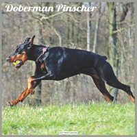 Doberman Pinscher 2021 Wall Calendar: Official Doberman Dogs 2021 Wall Calendar null Book Cover
