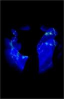 augurpenumbra 0971581134 Book Cover