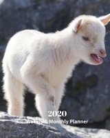 2020 Weekly and Monthly Planner: White Goat Kid Monthly Calendar with U.S./UK/ Canadian/Christian/Jewish/Muslim Holidays- Calendar in Review/Notes 8 x 10 in.-Nature Animals Baby Goat 1654779911 Book Cover