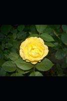 Loneliness: How to deal with it 1797546414 Book Cover