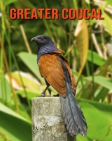 Greater Coucal: Amazing Facts about Greater Coucal B08LN5LN3V Book Cover