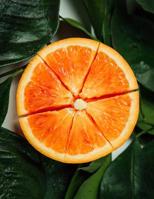 My Chemistry of Food Notebook 109916575X Book Cover