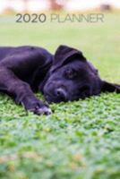 2020 Planner: Increase productivity, improve time management, reach your goals: Black Labrador Retriever puppy: Modern artistic photography style 1691812242 Book Cover