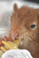 Kalender 2020: Baby Eichhörnchen A5 Kalender Planer für ein erfolgreiches Jahr - 110 Seiten (German Edition) 167202546X Book Cover