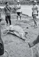 Hamburger Eyes No. 35 069214112X Book Cover