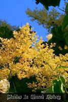 Studies In Church History: Volume 1 Centuries 1 - 8 1470192608 Book Cover