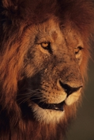 Lion Drawing Book Part 1 B09SNJ6KSF Book Cover