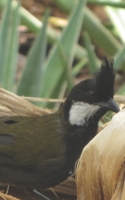 Notebook: Eastern Whipbird Australian Wildlife 1673736513 Book Cover