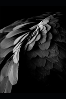 First Feathers B08SGMZVC1 Book Cover