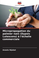 Micropropagation du palmier nain (Dypsis Lutescens) ? l'?chelle commerciale 620539037X Book Cover