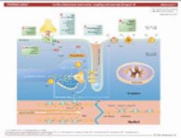 MemoCharts Pharmacology: Inotropic drugs (Review chart) (Paperback) 1595410228 Book Cover