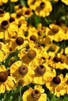 CONEFLOWER NOTEBOOK: Bright and colorful, these perennials are daisy-like with raised centers, the seeds found in the dried flower heads attract birds as well as butterflies. 1796376132 Book Cover
