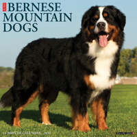2026 Bernese Mountain Dogs 12 x 12 Wall 1549250183 Book Cover