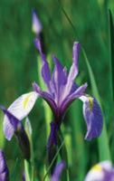 Wild Blue Iris Journal 1364011573 Book Cover