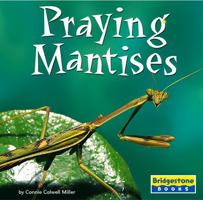 Praying Mantises (World of Insects) 0736837108 Book Cover