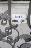 Chien Lunatique: Poems 1587903806 Book Cover