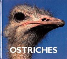 Ostriches (Naturebooks) 1567662749 Book Cover