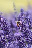 LAVENDER: Lavender is an herb. The flower and the oil of lavender are used to make medicine. Lavender is commonly used for anxiety, restlessness, insomnia, depression, headache and pain. 1798988089 Book Cover