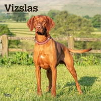 Vizslas 2026 12 X 24 Inch (Hanging) Monthly Square Wall Calendar Plastic-Free B0DYLPZ8YD Book Cover