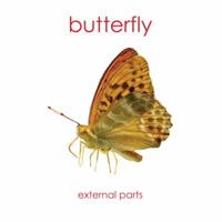 Butterfly: External Parts Book (External Anatomy of the Insect) B001AVMT3E Book Cover