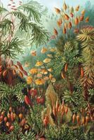 Microdosing Journal - Haeckel: Track Your Psychedelic Microdosing Experiences (Psychedelic Microdosing Journals) 1793396388 Book Cover