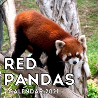 Red Pandas 2021 Calendar: Cute Gift Idea For Panda Lovers Men And Women B095GS5LSS Book Cover