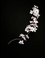 Cherry Branch: Genkouyoushi Kanji Cherry Branch Practice Paper 8.5'' x 11'' 1077625952 Book Cover