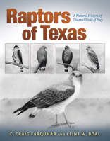 Raptors of Texas: A Natural History of Diurnal Birds of Prey 1623499208 Book Cover