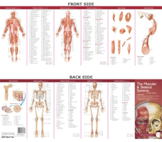 Anatomical Chart Company's Illustrated Pocket Anatomy: The Muscular & Skeletal Systems Study Guide 0781776783 Book Cover