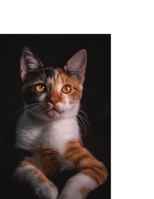 Christmas Story Coloring Book: Beautiful Design Traditional Scene to Color For Toddlers & Kids 2-8 Ages B08M8PK57J Book Cover