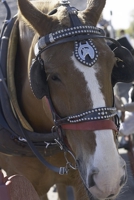 2020 Weekly Planner Horse Photo Equine Carriage Horse 134 Pages: 2020 Planners Calendars Organizers Datebooks Appointment Books Agendas 1706584911 Book Cover