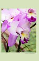 Orchid 2014 Weekly Calendar: 2014 weekly calendar with a photo of a purple orchid 1494374811 Book Cover