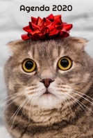 Agenda 2020: Hebdomadaire 1 Semaine par page Format A5 | Janvier 2020 à Décembre 2020 | Planificateur Organiseur Semainier avec Calendrier et Carnet ... Pour les Amoureux des Chats (French Edition) 171129232X Book Cover
