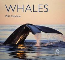 Whales 1841070955 Book Cover