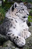 Snow Leopard Journal: (Blank Book, Notebook, Diary) 1546525351 Book Cover