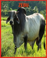 Zebu: Tolle Bilder & Wissenswertes über Tiere in der Natur B08WSC4XV4 Book Cover