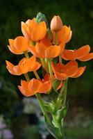 Ornithogalum Dubium Flowers Journal: Take Notes, Write Down Memories in this 150 Page Lined Journal 1727028376 Book Cover