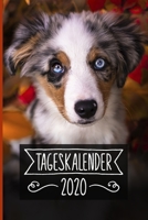 Tageskalender 2020: Terminkalender ca DIN A5 weiß über 370 Seiten I 1 Tag eine Seite I Jahreskalender I Australian Shepherd I Hunde 1702126609 Book Cover