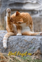 Don't Forget Me: Cat Take care Itself.Internet Password Logbook with alphabetical tabs.Personal Address of websites, usernames, passwords notebook/Journal/Organizer/Keeper.Large printed format.Size 6x 1709879564 Book Cover