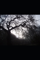 Bigfoot Sasquatch Files Volume 16 B0GGY28MJZ Book Cover