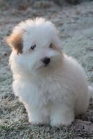 So Cute Little Coton de Tulear Puppy Dog Journal: 150 Page Lined Notebook/Diary 1546559159 Book Cover