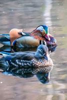 Mandarin Ducks on the Pond Journal: Take Notes, Write Down Memories in this 150 Page Lined Journal 1974166007 Book Cover