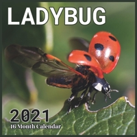 Ladybug Calendar 2021: Cute Animals Calendar 2021, Wall & Office Calendar 2021-2022 Size 8.5 x 8.5 Inch,16 Month Calendar 2021 For Women, Men, Kids & Animal Lovers B08RRJ8Z1S Book Cover