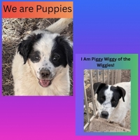 We are Puppies! / I am Piggy Wiggy of the Wiggies B0FGW3BB15 Book Cover