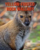 Yellow-Footed Rock Wallaby: Beautiful Pictures & Interesting Facts Children Book About Yellow-Footed Rock Wallaby B08M8PKB96 Book Cover