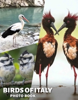 Birds of Italy Photo Book: Explore Italy's Avian Wonders Through A Stunning Collection Of 40 Beautiful Images B0DPXLHTPK Book Cover