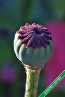 Garden Notes: Poppy seed capsule. Format A5, 120 pages, fine grey lined. Journal, diary, notebook and garden planner for everything that happens in the garden throughout the year. 1706224222 Book Cover